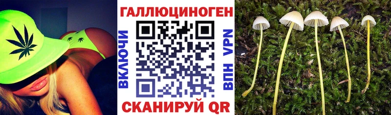 Псилоцибиновые грибы Psilocybe  блэк спрут tor  Ирбит  даркнет сайт 